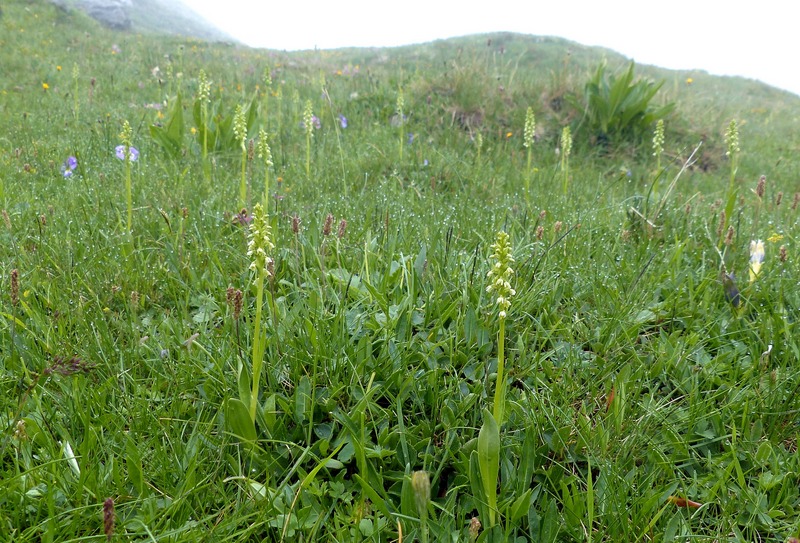 Nigritella cenisia e Nigritella rhellicani – Savoia francese   luglio 2023.